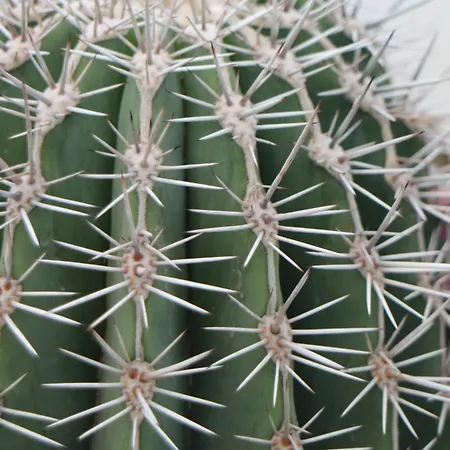 Dom wakacyjny Casa La Baja Garachico (Tenerife)