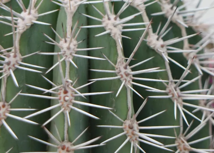 Σπίτι διακοπών Casa La Baja Garachico (Tenerife)